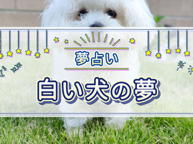 【夢占い】白い犬の夢が持つ意味は？幸運のスピリチュアルサイン！？