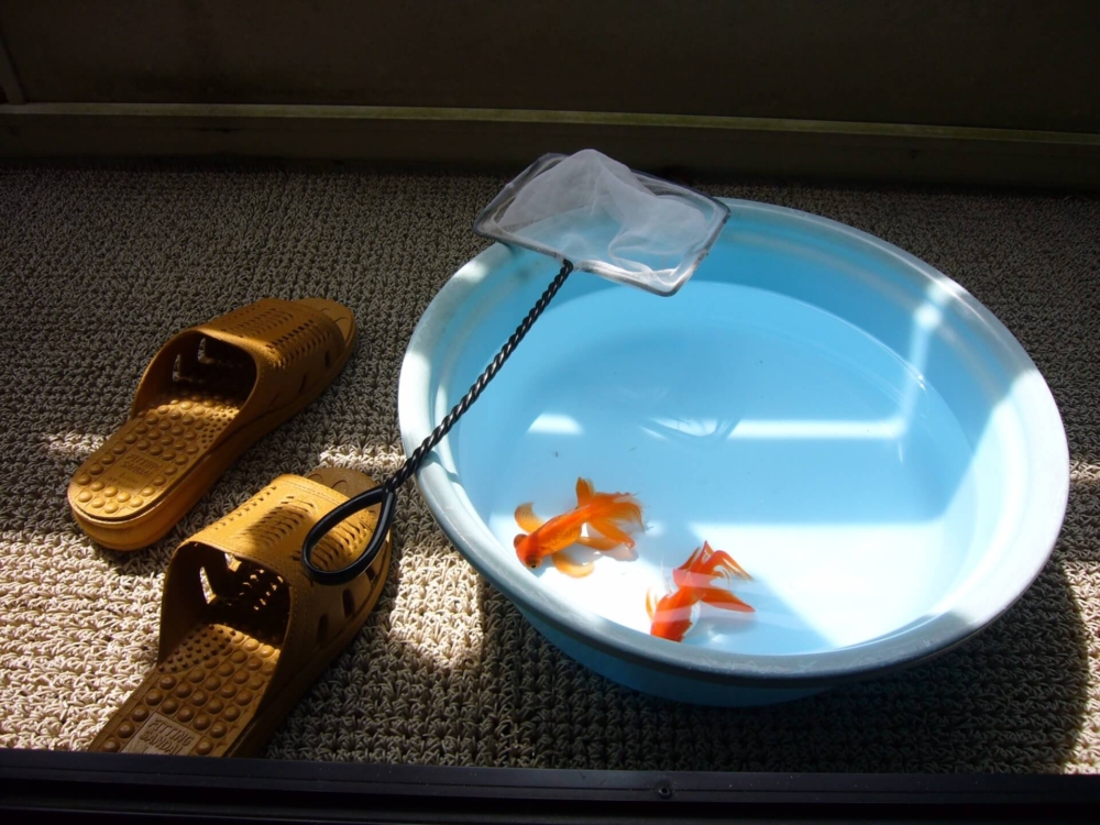 【夢占い】金魚の水槽の水替えをする夢の意味