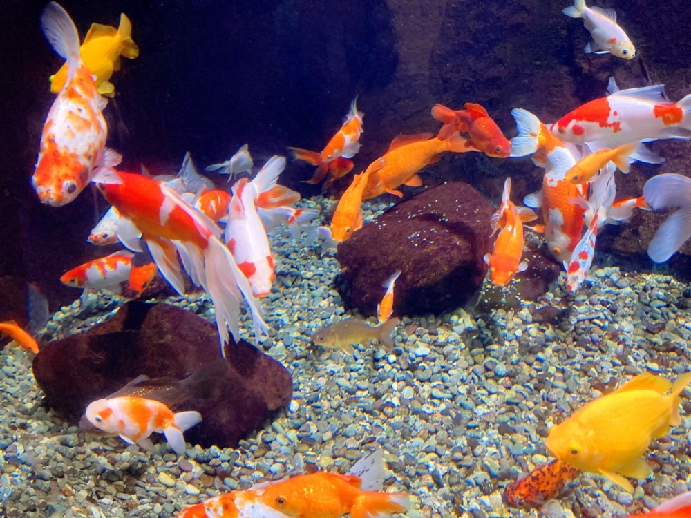 【夢占い】金魚の色別の夢の意味