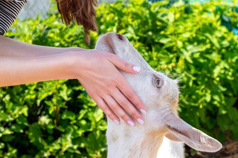 ふれあいを楽しめる関西の動物園