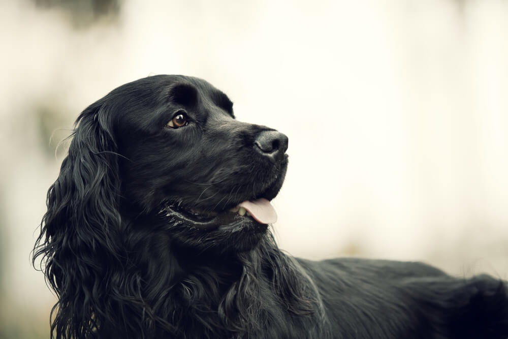 【夢占い】飼い犬、茶色の犬、黒い犬など犬の種類別