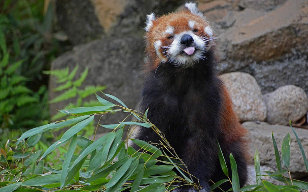 【動物園】江戸川区自然動物園