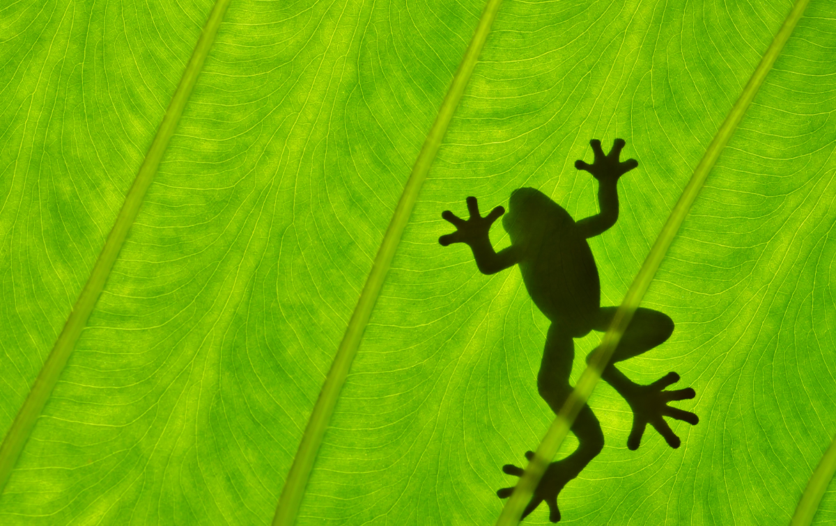 カエル