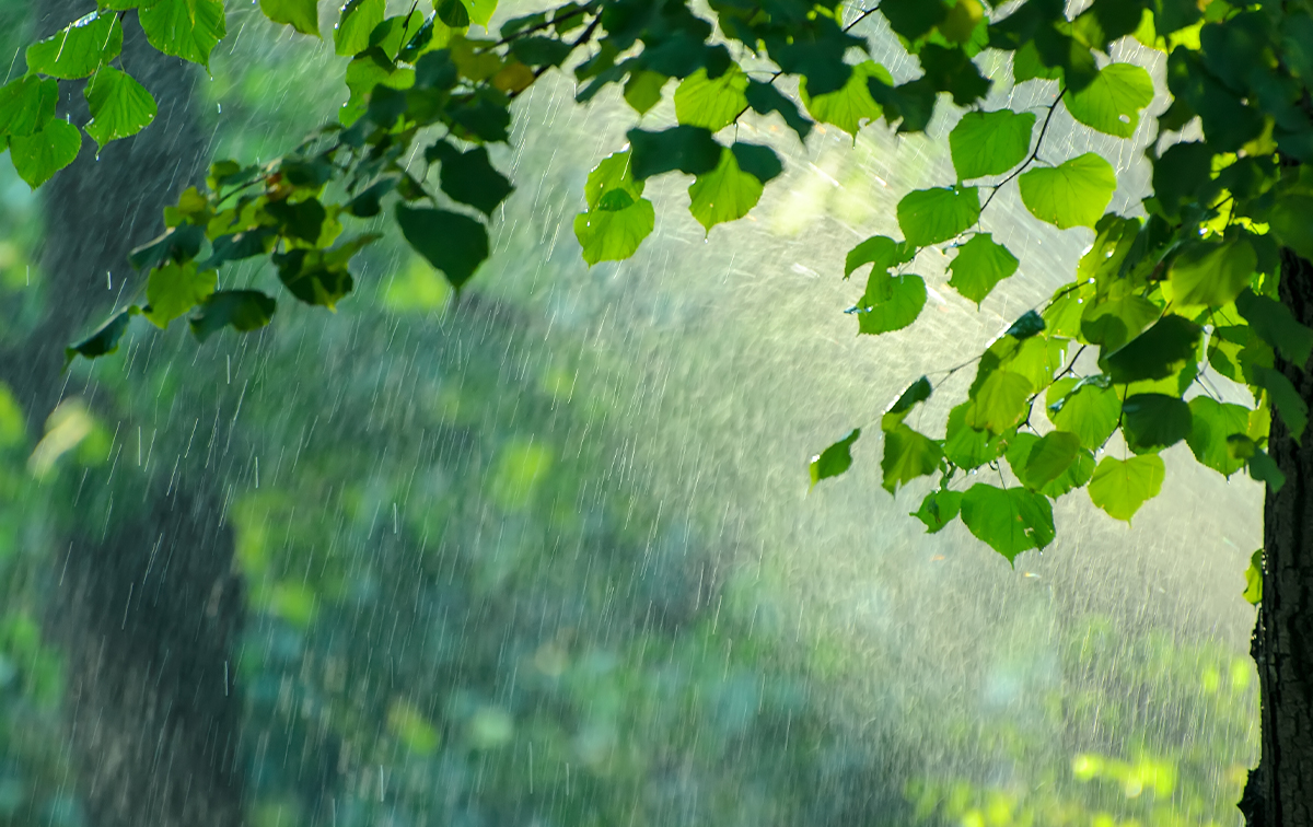 雨
