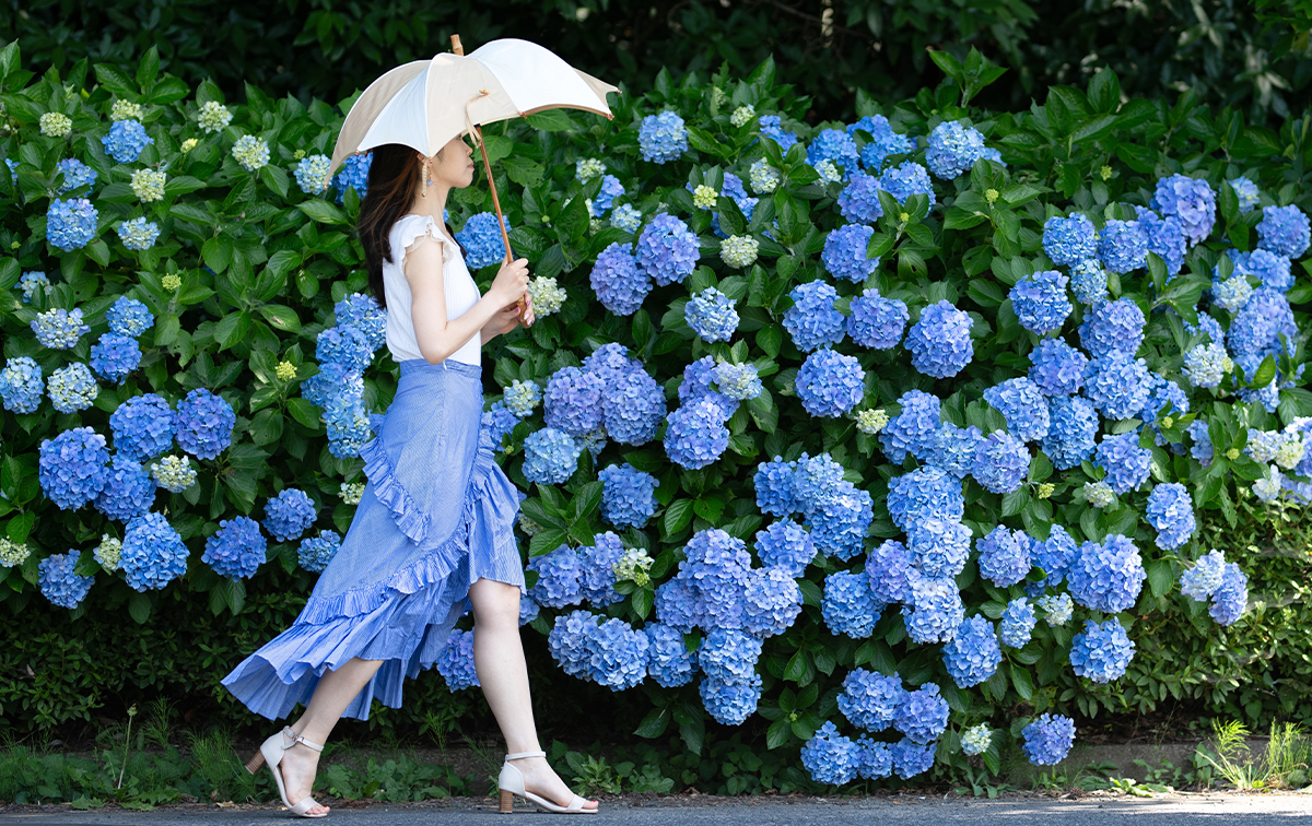 紫陽花