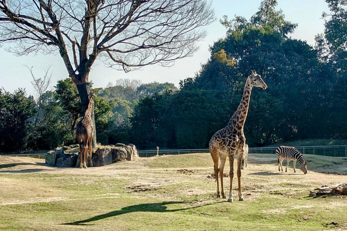 鹿児島市平川動物公園
