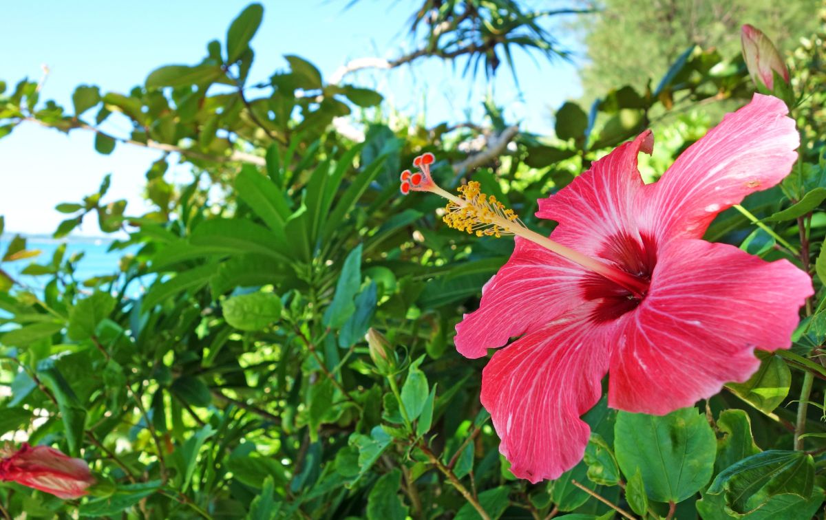 おすすめ沖縄ソング【沖縄っぽい曲】