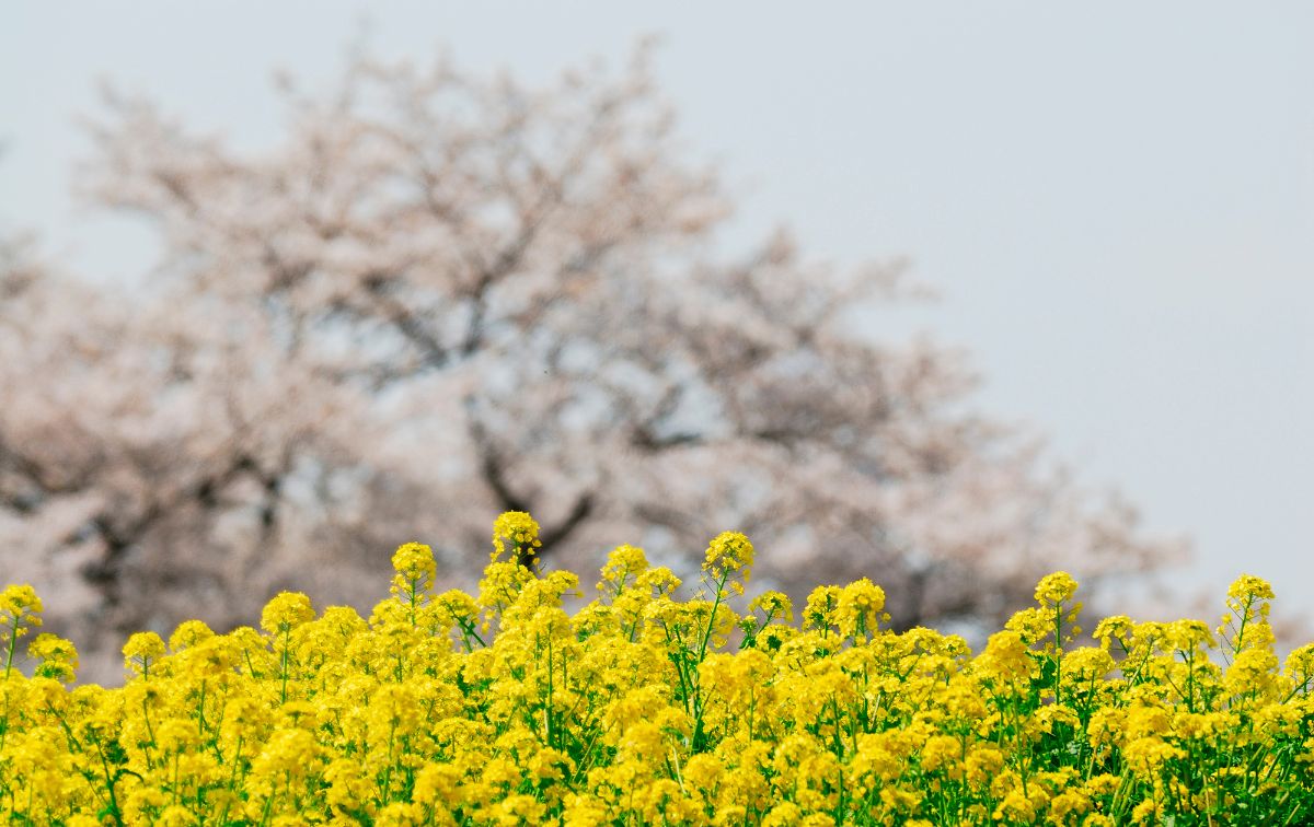 おすすめの春の歌【最新】