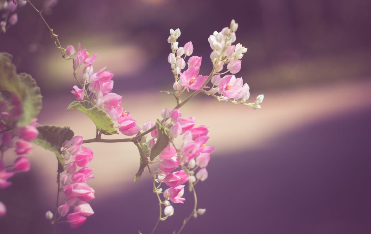 おすすめの春の歌【懐かしい】